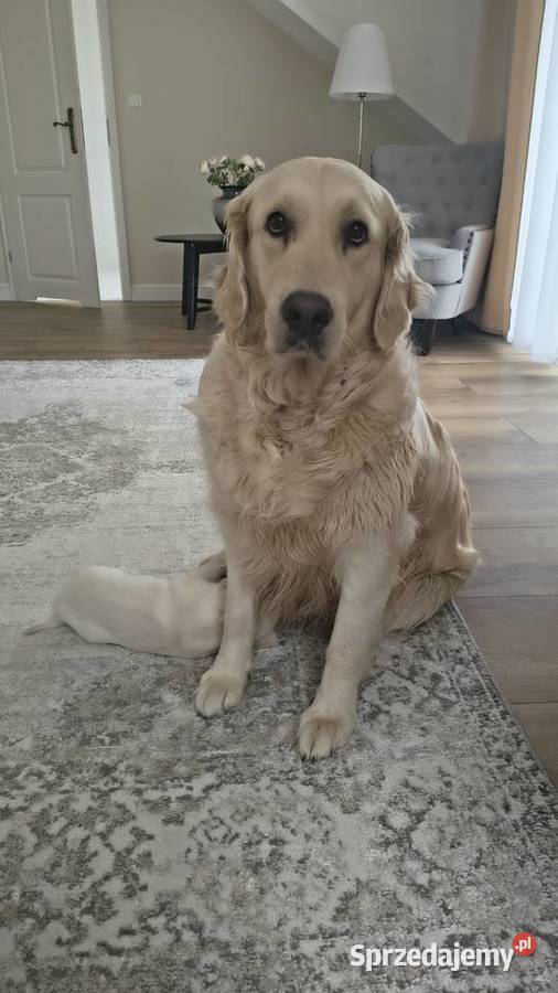 Szczenię Golden retriever Rusowo sprzedam