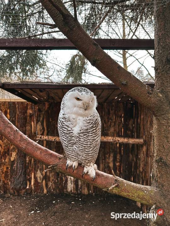 Sowa Puchacz Śnieżny Bubo scandiacus Młodzież Marklowice Górne