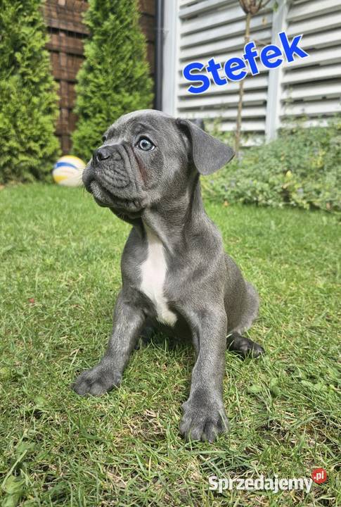 Buldozki francuskie blue blekitne Zbrudzewo