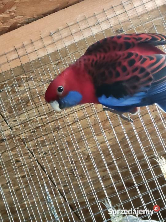 Sprzedam samca rozelli królewskiej z 2024 roku 4 sprzedam