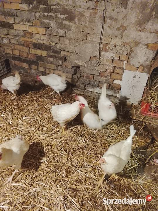 Kury nioski 30 tygodni leghorn Drób i ptactwo Brzeźno
