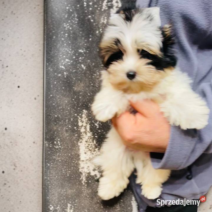 York Biewer cudeńko z Bajki Do odbioru dolnośląskie Wrocław