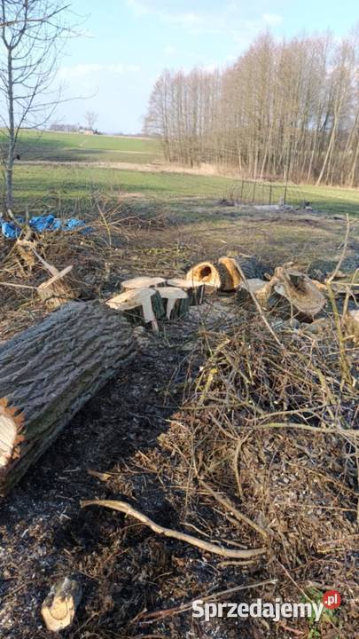 Oferuję wycinki drzew przycinanie karczowanie lubelskie Lublin