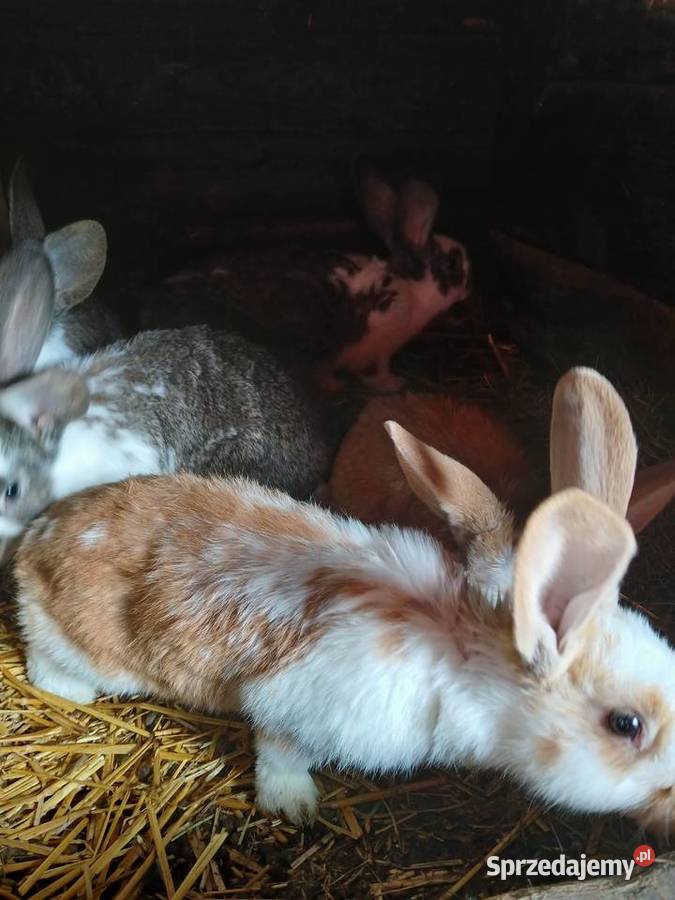 Młode króliki mieszańce szukają domu Paprotnia