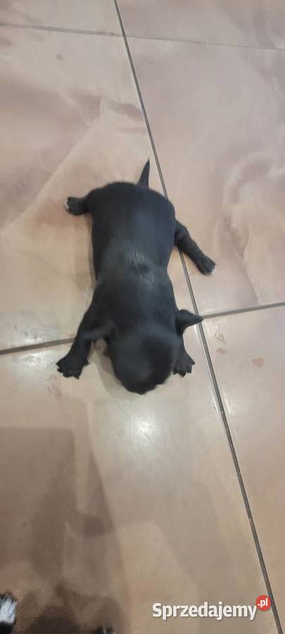 Chihuahua Chihuahua Psy małopolskie Wilkowisko