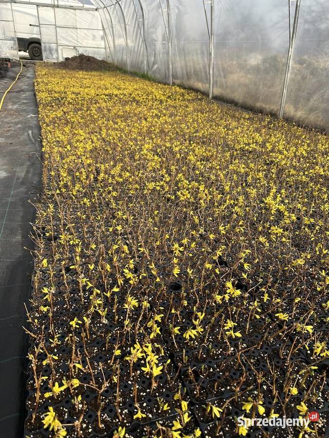 Forsythia Goldsauber Pisarzowice sprzedam