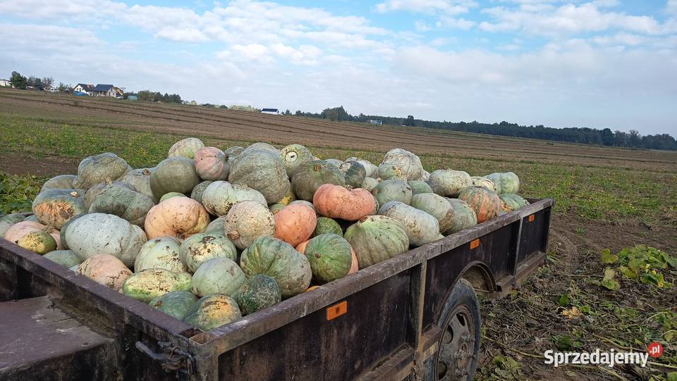Nasiona Dynia Nelson Eko Kołaczyce