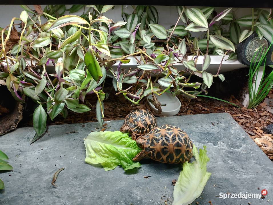 3 poziome terrarium z 2 żółwiami Promienistymi i Białystok sprzedam