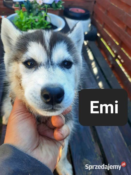 Dostępne szczeniaki rasy Syberian husky