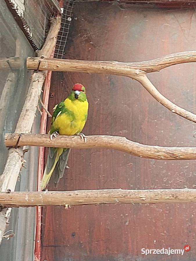 Modrolotka Czerwonoczelna Samiec Ptaki Nowa Sól