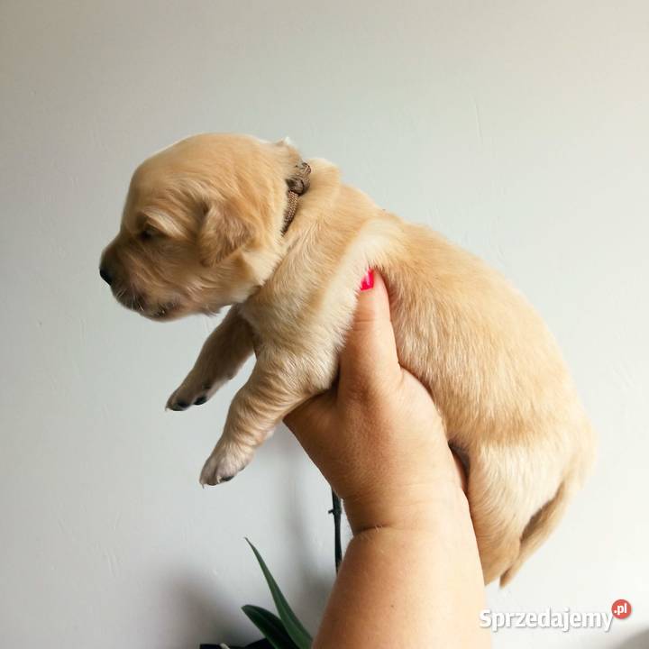 Golden Retriever pieski o suczki złote Tułowice sprzedam
