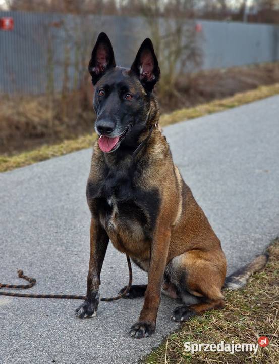 Owczarek belgijski Malinois FCI Zapowiedz miotu Owczarek małopolskie Nowy Sącz