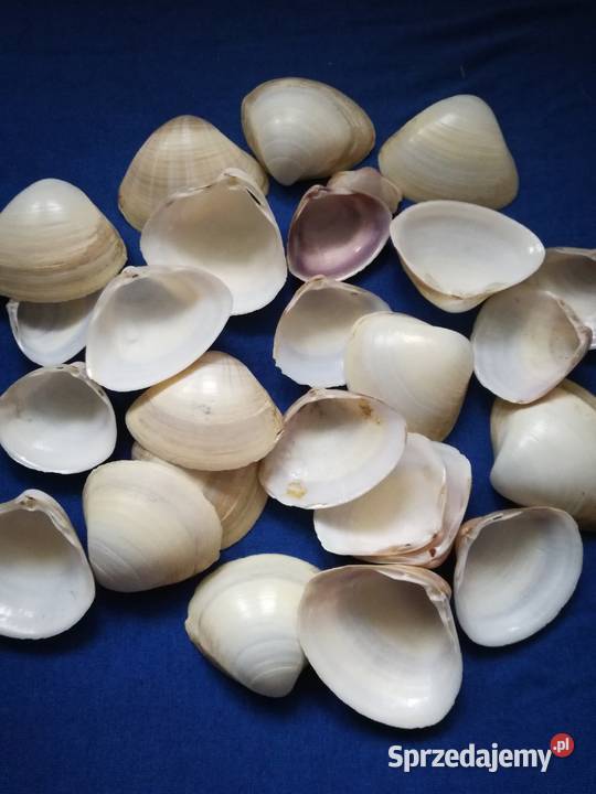 Muszlemuszelki naturalne 25Średnica jednej łódzkie Łódź
