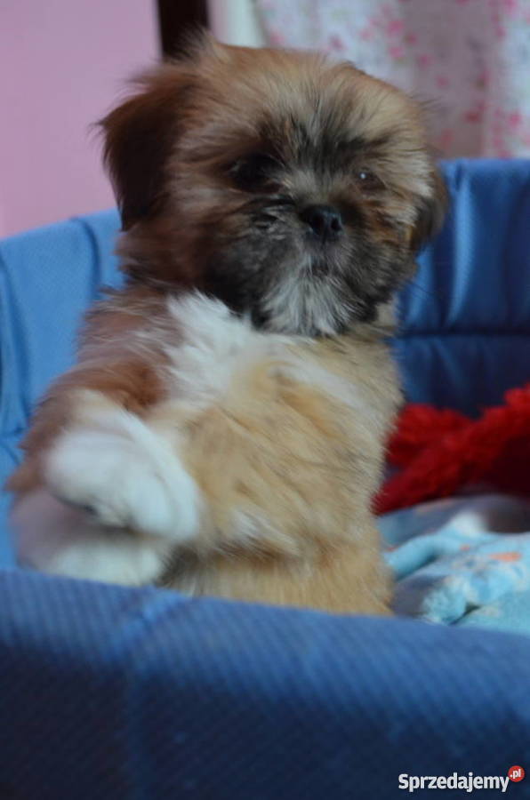 Kuzyn Shih Tzu uroczy piesek Lhasa apso