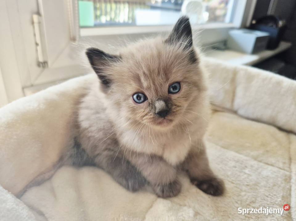 Kocięta Ragdoll mink czyli Cherubim Kraków