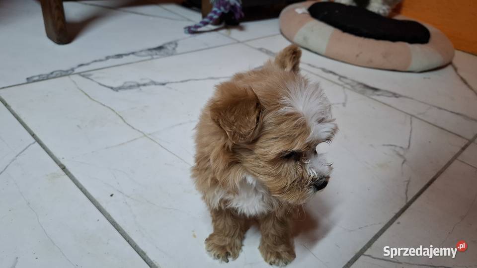 Maltipoo z metryką Ełk