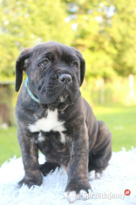Cane corso szczeniaki ZKwPFCI Nowotaniec