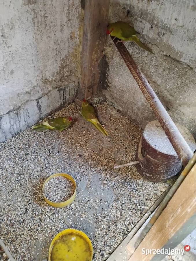 Świergotki i modrolotki Ochaby Wielkie sprzedam