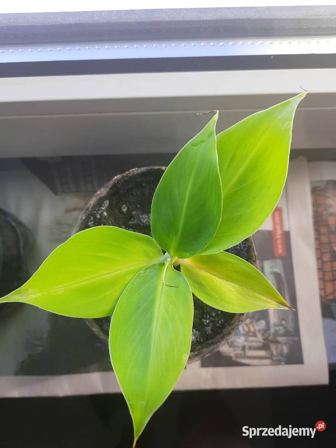 Kwiatki bananowiec Goleniów sprzedam