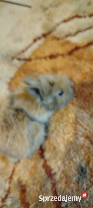 Króliczki miniaturki Króliki Mierzowice sprzedam