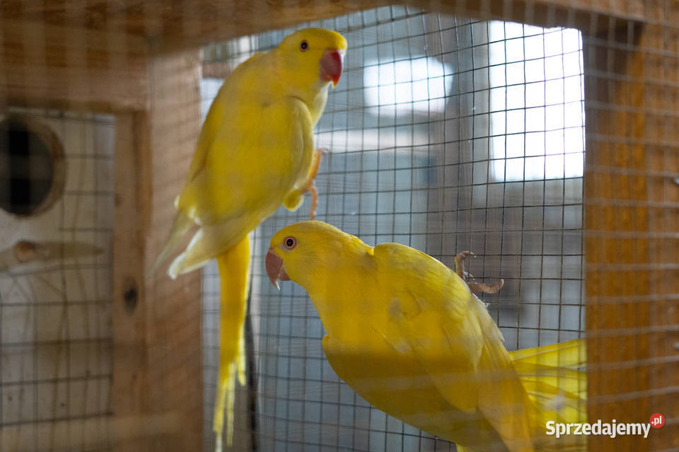 Para aleksandretta obrożna lutino Chmielnik