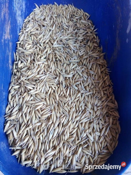 Owies ozimy ze żniw