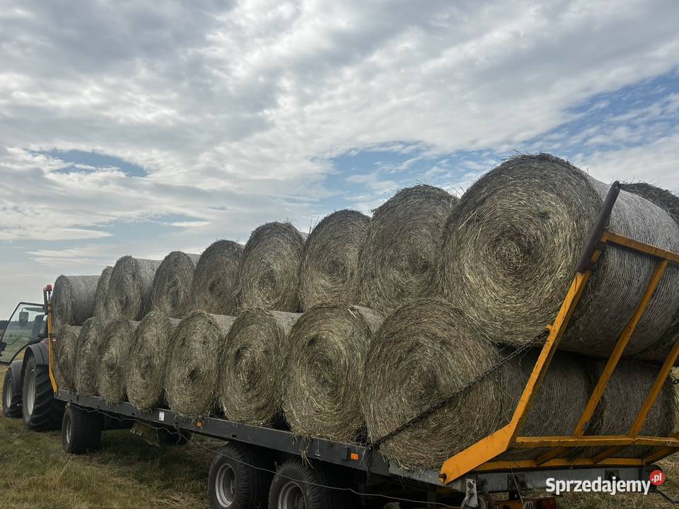 Bele siana 2025 Siano Waliły-Dwór sprzedam
