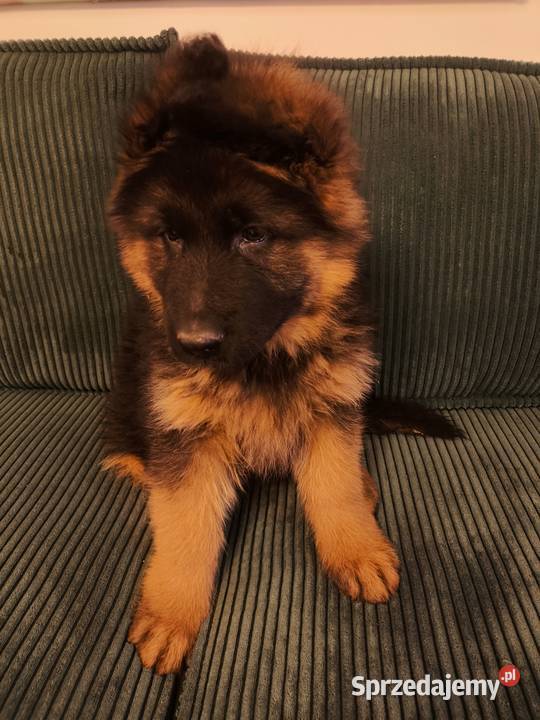Sprzedam szczenięta owczarka niemieckiego