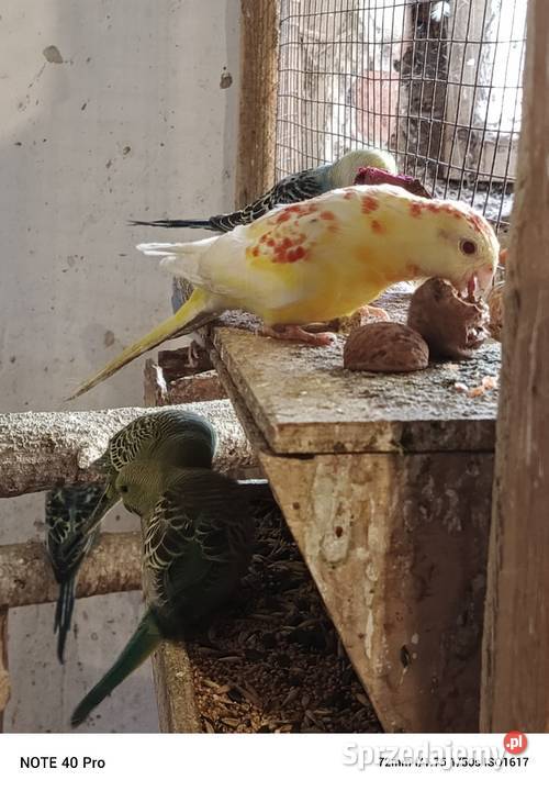 Sprzedam papugi Ptaki łódzkie Gorzkowice