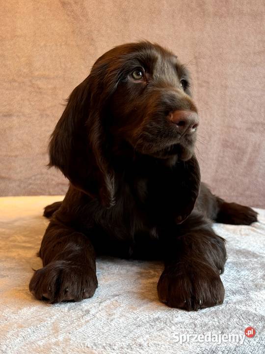 Field spaniel Kraków