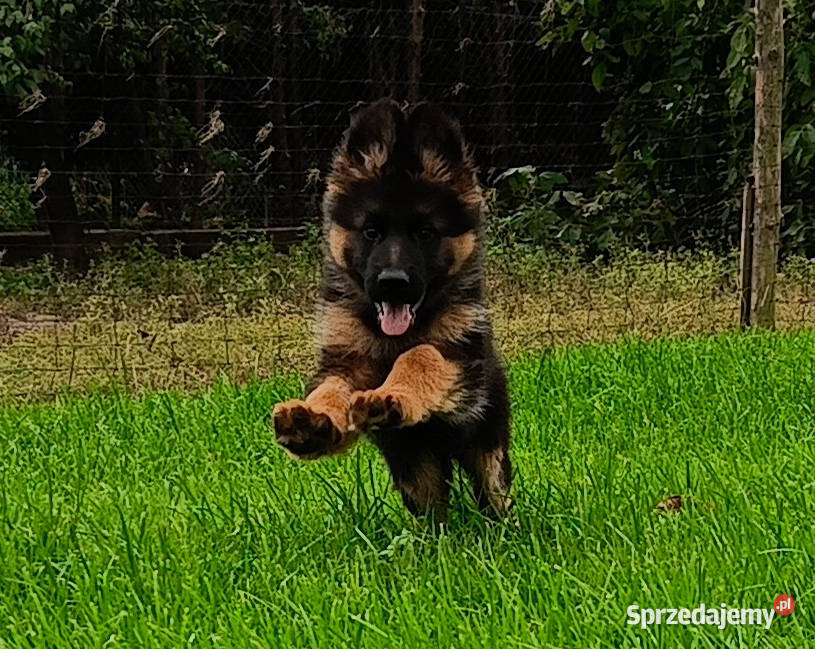 Owczarek niemiecki długowłosy SZCZENIĘTA FCI Kozy sprzedam