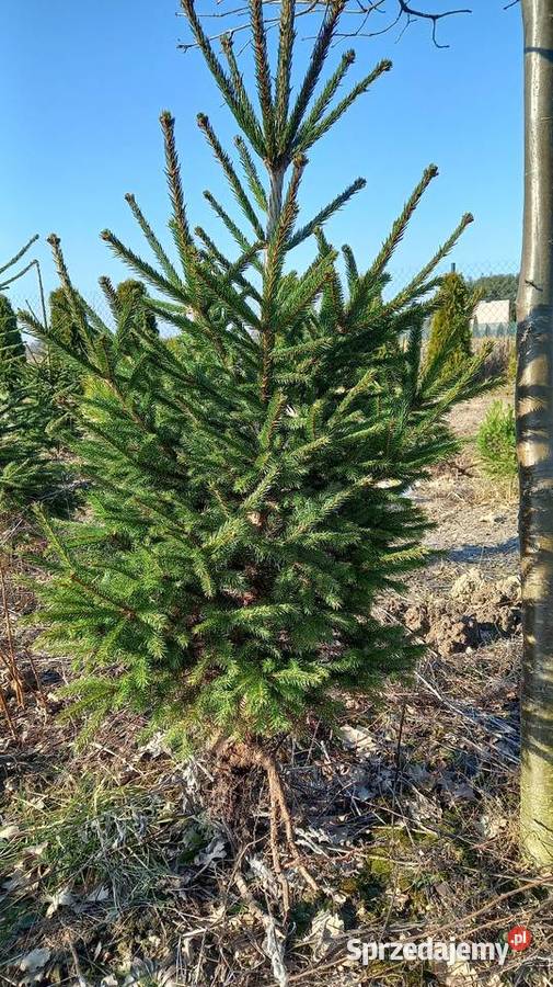 Świerki kopane na zamówienie
