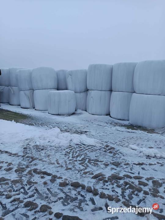 Baloty Sianokiszonka Sprzedam Kiszonke Kozenin sprzedam