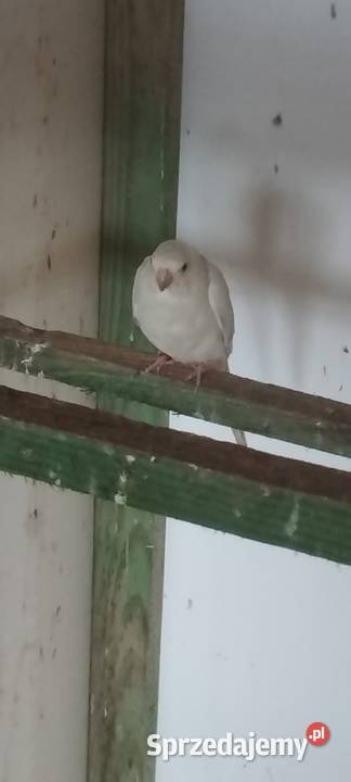 Świergotki Wolbórz