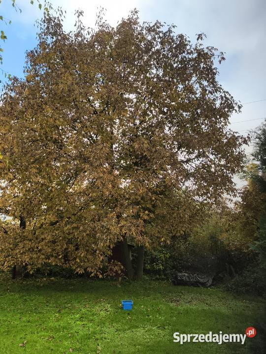 Sprzedam działkę budowlaną Sudół