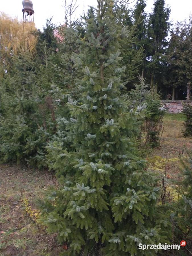 Choinka żywa, świerk pospolity serbski srebrny prosto z pola