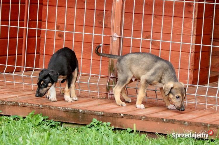 Chart polski rodowodowe szczenięta