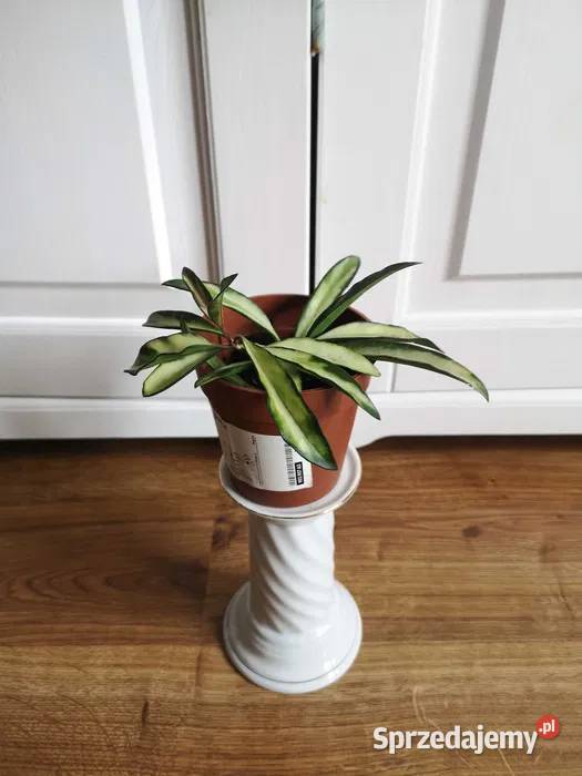 Hoya tricolor wayetii OLX Niepołomice
