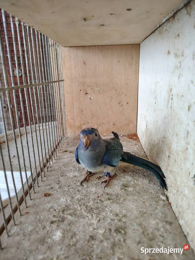 Łąkowka Wspaniała Bochnia