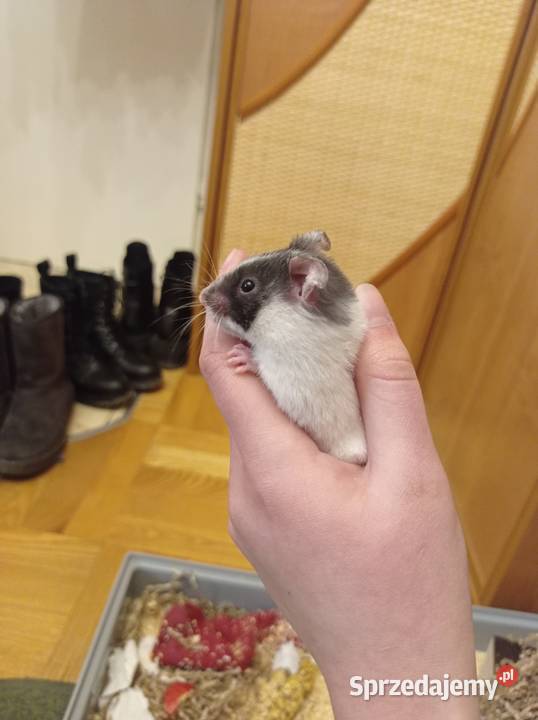 Chomiczek syryjski samiczka