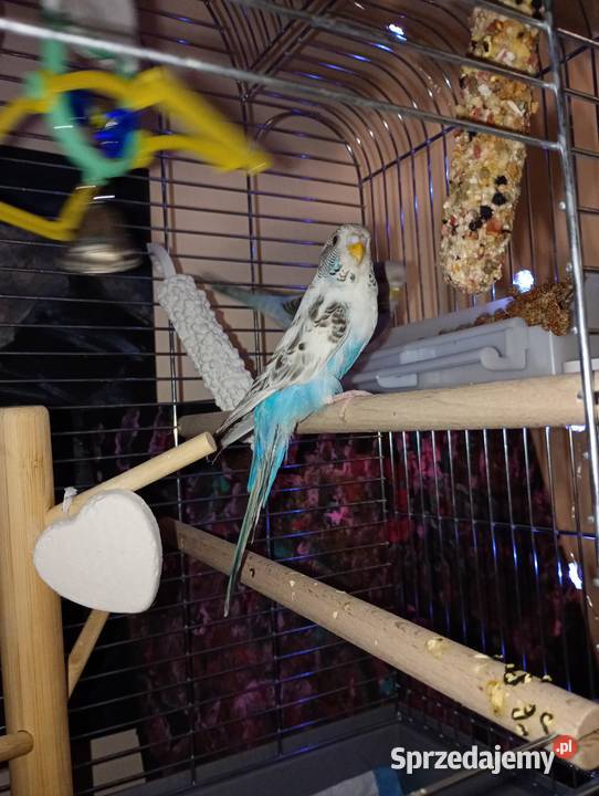 Oddam dwie faliste z klatka Ptaki lubelskie Sarnów