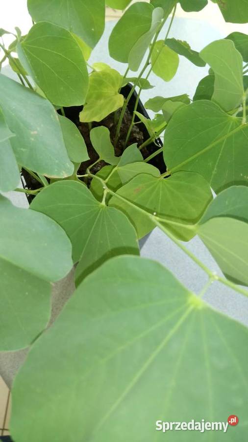 Skrzydlokwiat kwitnacy Warszawa