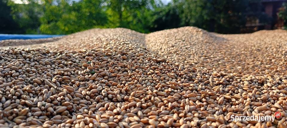 Pszenżyto Zboża podkarpackie Krzeszów Górny