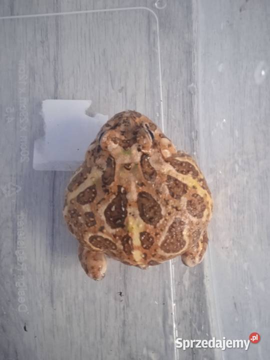 Żaba rogata 3 letni samczyk Gady i płazy Gady i płazy Rzeszów