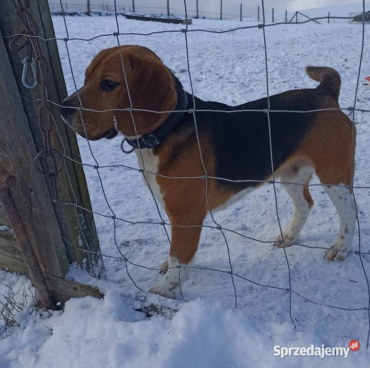Szczeniaki beagle do rezerwacji Sanok