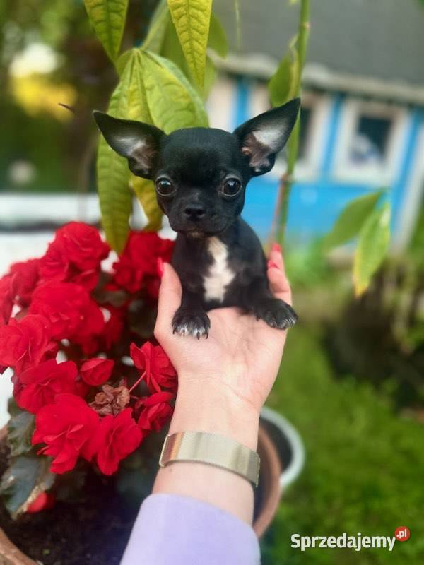 Chihuahua szczeniak Raczyce