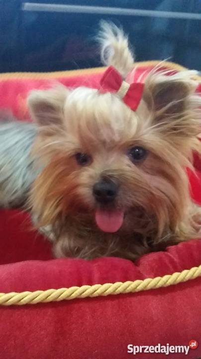 Yorkshire Terrier York Yorki Kraków