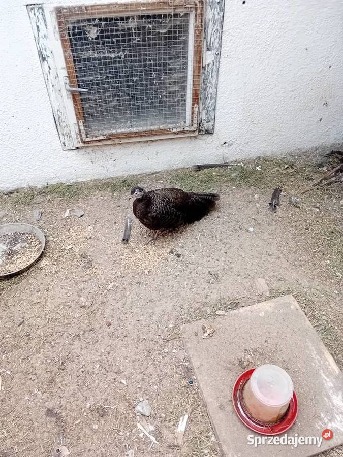 Bażant Wieloszpon Szary dorosła para