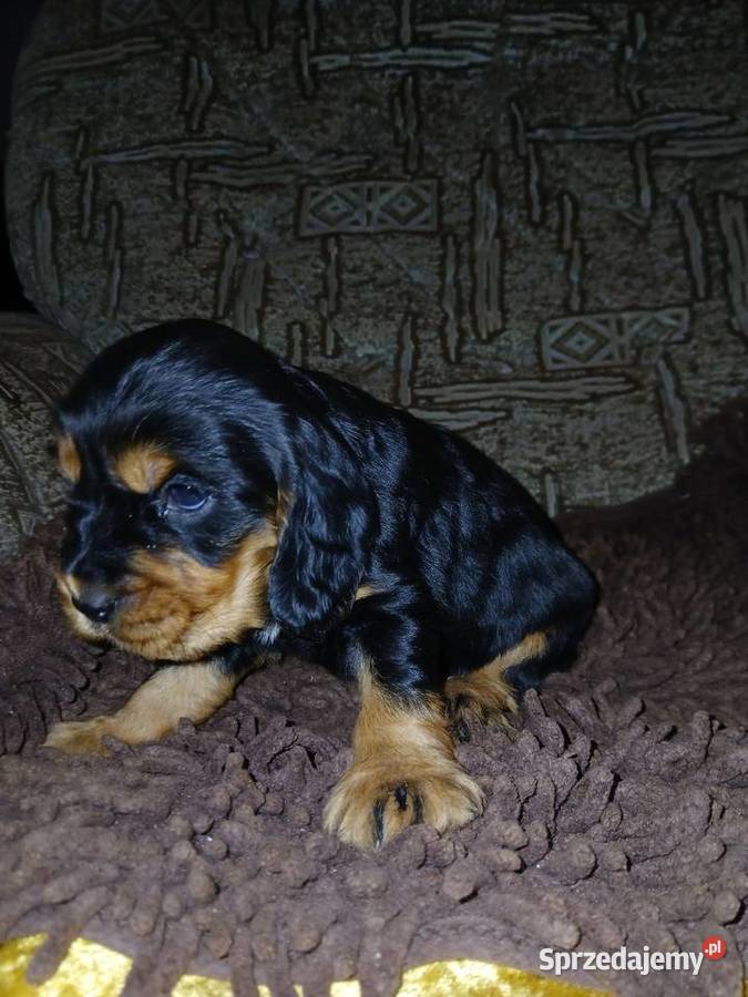 Śliczne Szczenięta Cocker Spaniel Angielski Sieradz