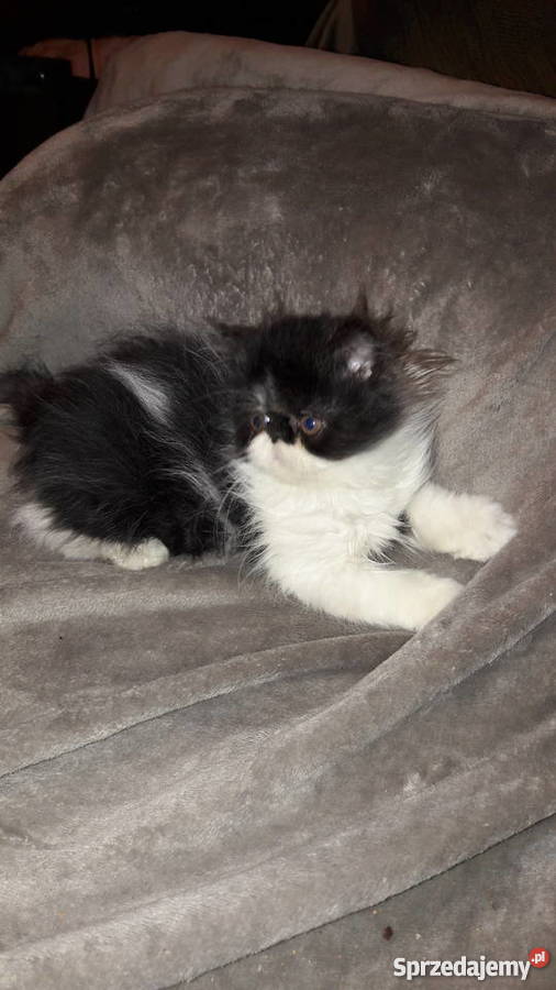 kotykotkikocięta perskie Bydgoszcz